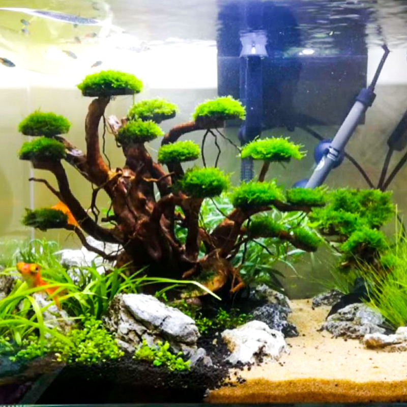 Aquarium Driftwood - Dekoracja akwariowa: mech, drzewko, szkielet, gotowy