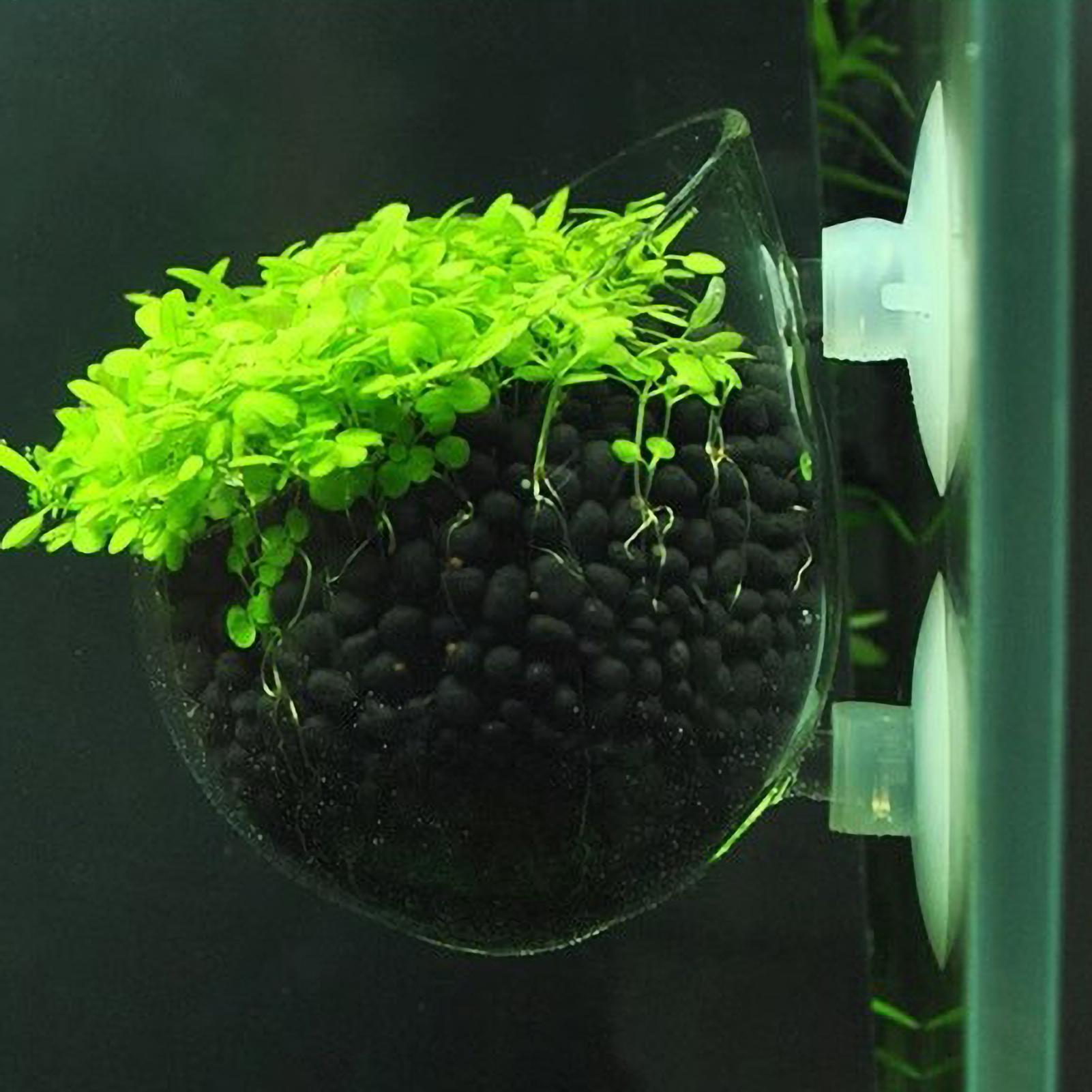 Szklany uchwyt na rośliny akwa – Live Plant Aquarium recenzja i cena