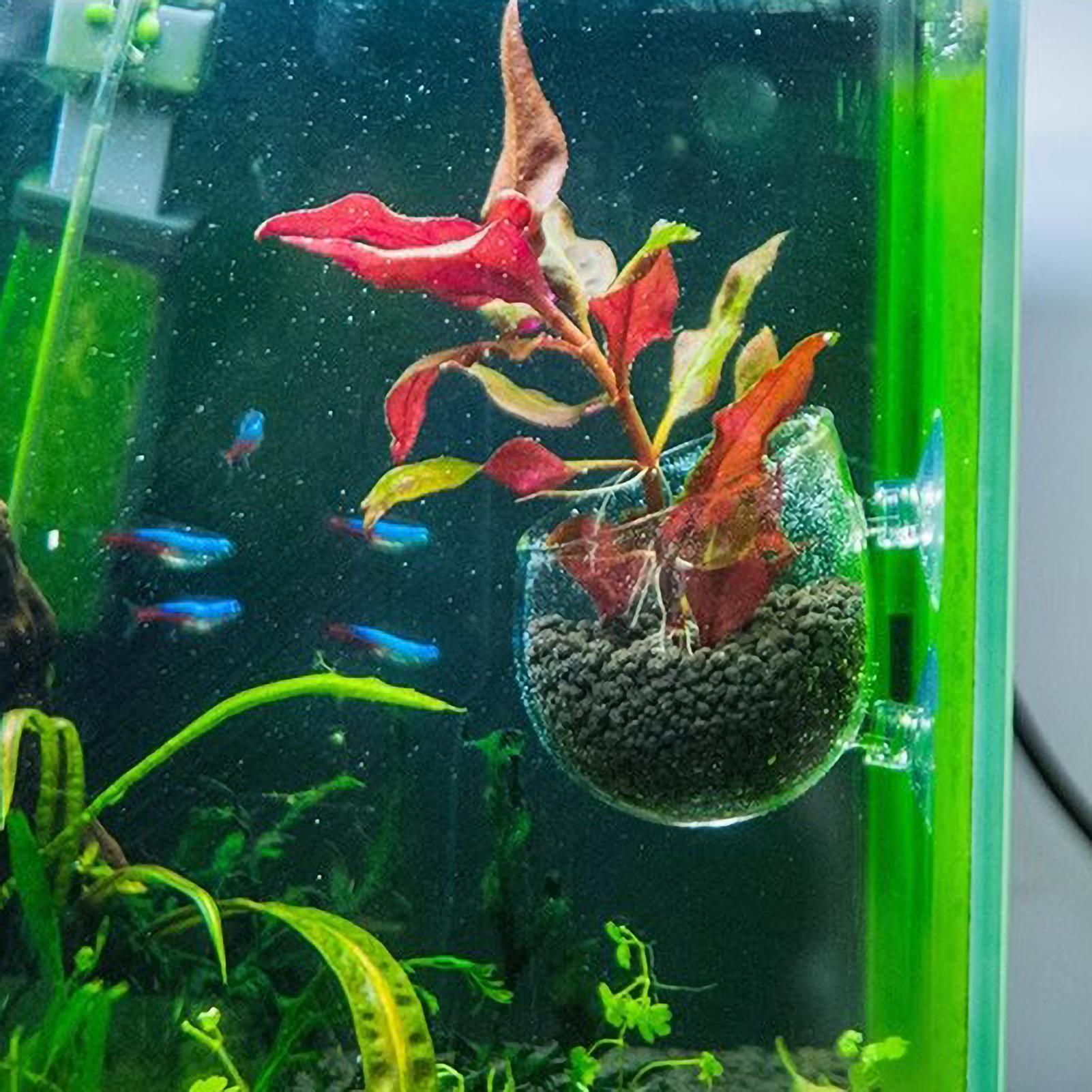 Szklany uchwyt na rośliny akwa – Live Plant Aquarium recenzja i cena