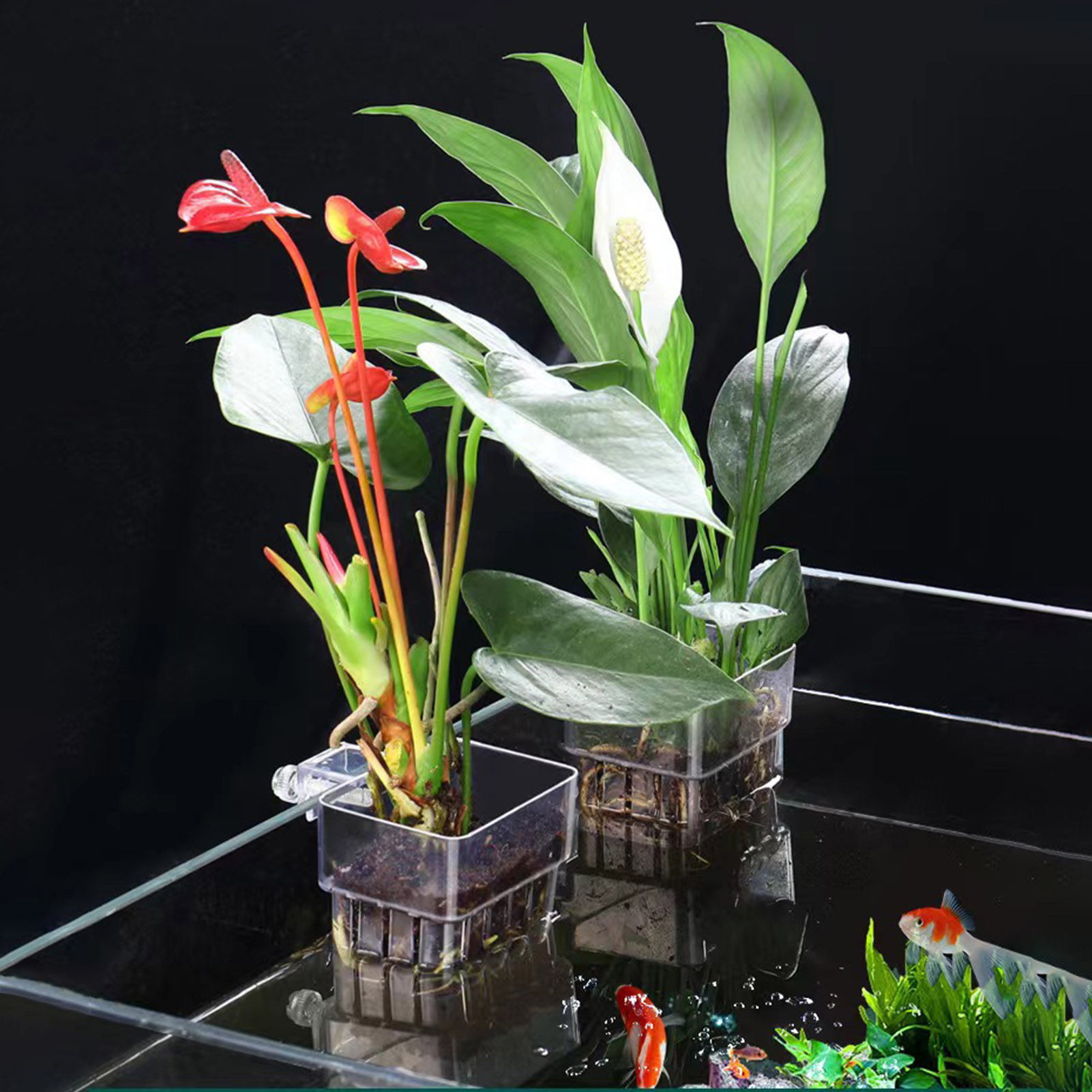 Przezroczysty, akrylowy pojemn – Aquarium Plant Holder recenzja i cena