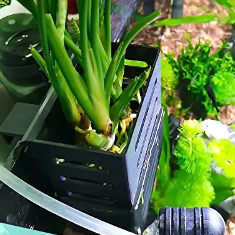 Rybka domowa zbiornik dekoracj – Aquarium Plants Live recenzja i cena