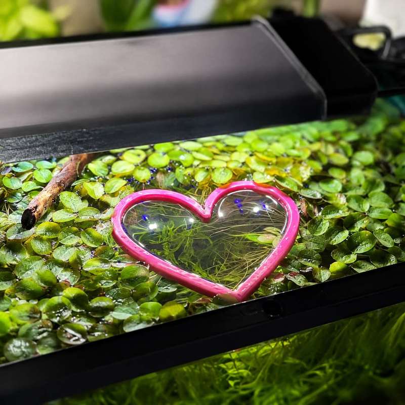 Pływający pierścień do karmien – Aquarium Fertilizer recenzja i cena