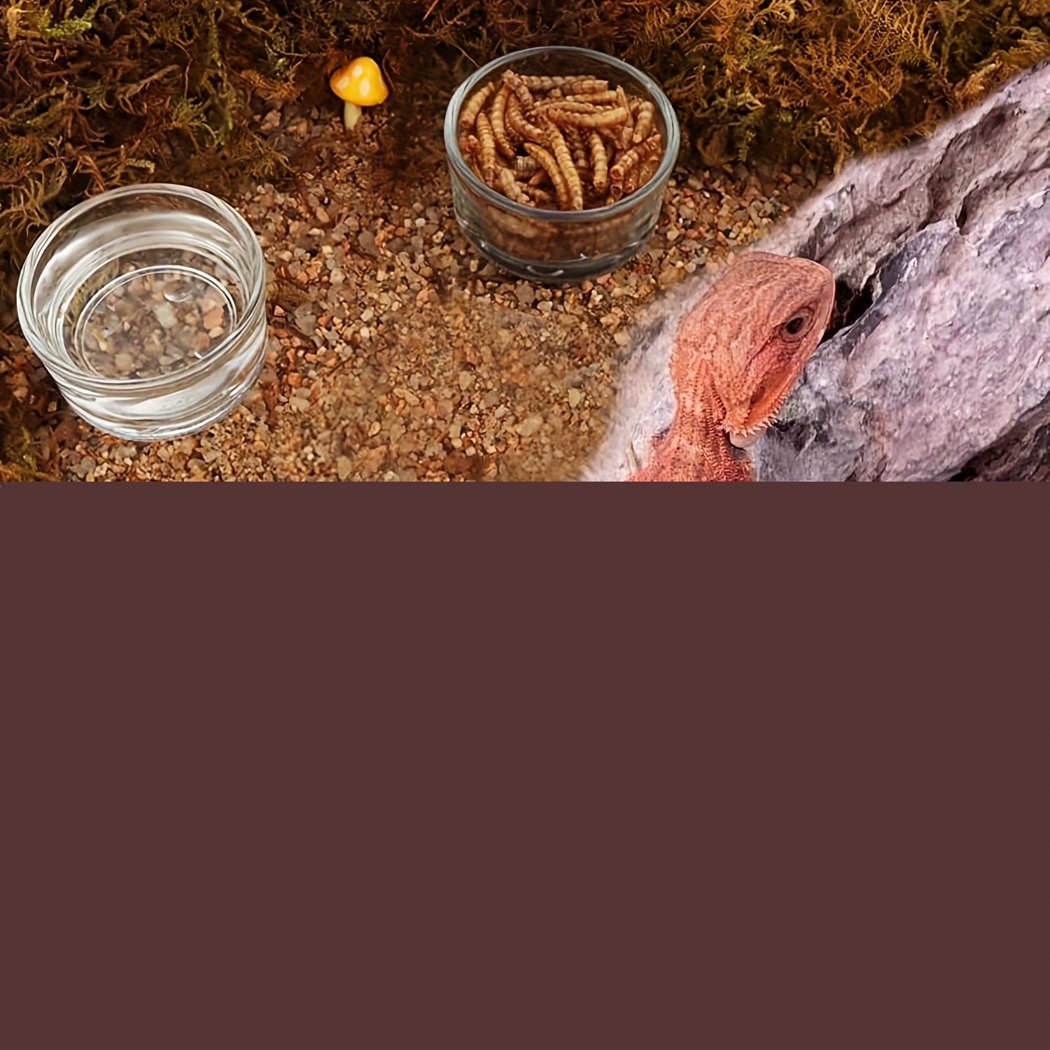 Szklane akwarium mini, miska d – Aquarium Fertilizer recenzja i cena