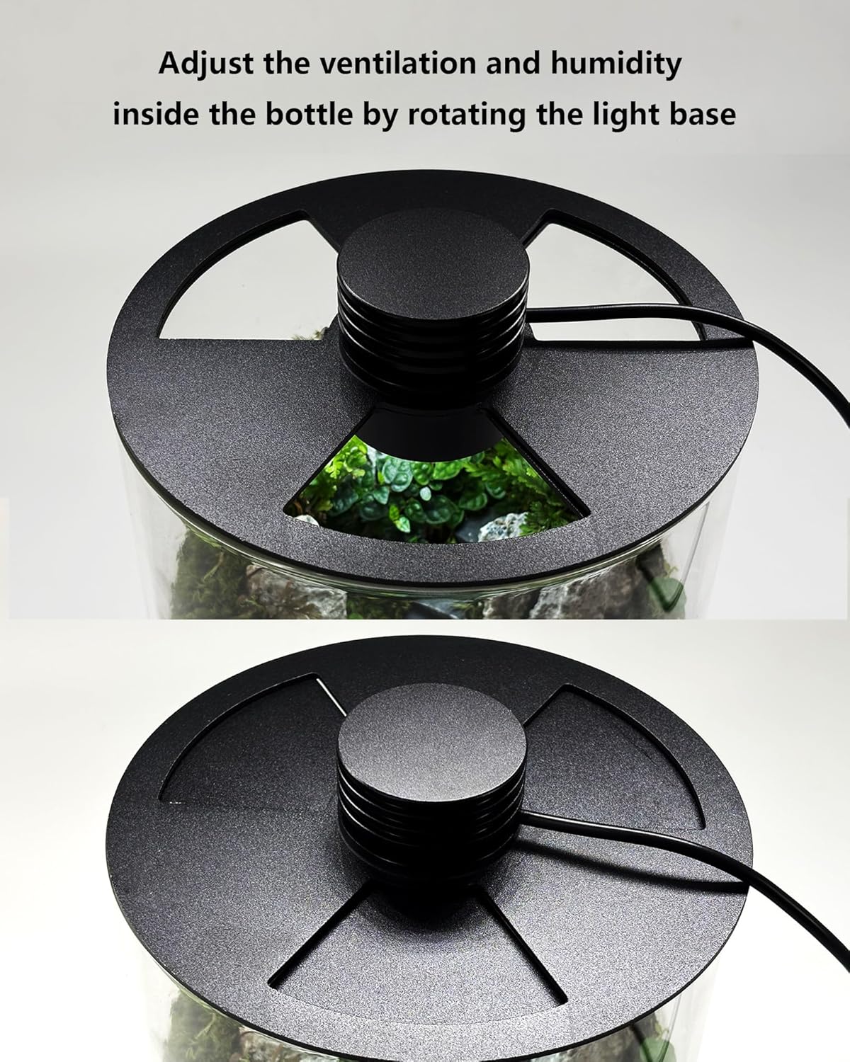 Szklane terrarium wewnętrzne z – Planted Tank recenzja i cena