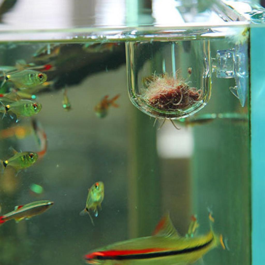 Szklany pojemnik do karmienia  – Aquarium Plants Live recenzja i cena